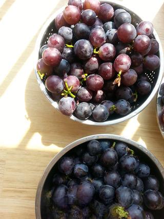 Homemade Grape Wine step 3: Spread the grapes out and allow them to air-dry completely.