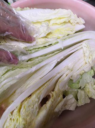 Fruit Kimchi with Napa Cabbage step 4: Wearing gloves, sprinkle salt between each cabbage leaf and rub evenly. Leave ov